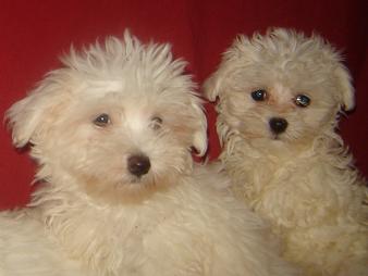 maltese puppies