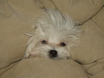 maltese puppy