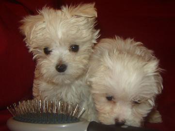 maltese puppies for sale