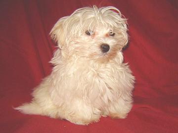 maltese puppy for sale